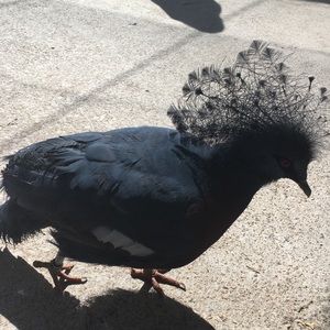 Meet your Posher, Chris